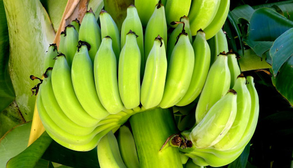 कच्चा केला खाने से हमे क्या फायदा होता है